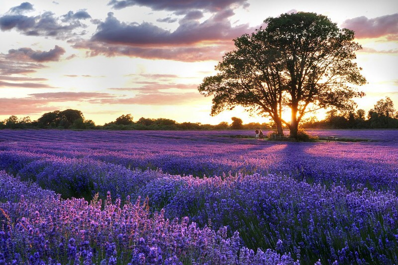FRANCE - ITALY TOUR -LAVENDER FLOWERS 